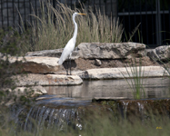 Great Egret 5043